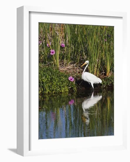 Great Egret, Caddo Lake, Texas, USA-Larry Ditto-Framed Photographic Print