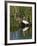 Great Egret, Caddo Lake, Texas, USA-Larry Ditto-Framed Photographic Print