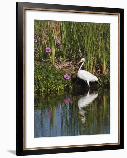 Great Egret, Caddo Lake, Texas, USA-Larry Ditto-Framed Photographic Print