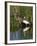 Great Egret, Caddo Lake, Texas, USA-Larry Ditto-Framed Photographic Print