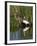 Great Egret, Caddo Lake, Texas, USA-Larry Ditto-Framed Photographic Print