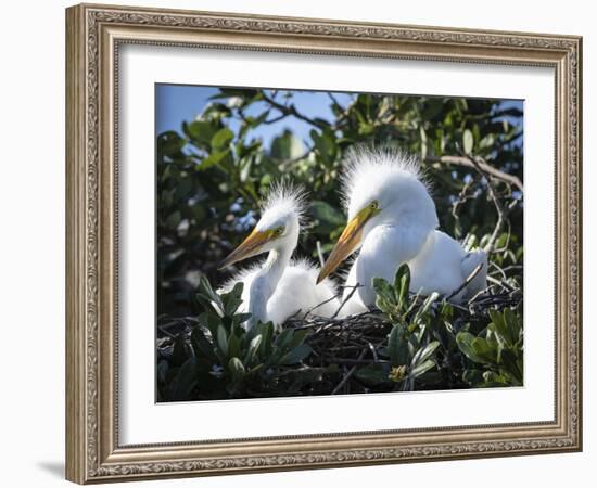 Great egret chicks, Florida, USA.-Maresa Pryor-Framed Photographic Print