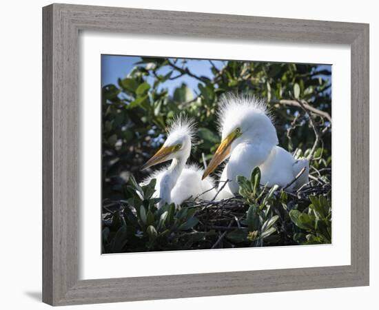 Great egret chicks, Florida, USA.-Maresa Pryor-Framed Photographic Print