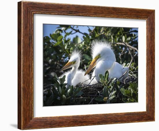 Great egret chicks, Florida, USA.-Maresa Pryor-Framed Photographic Print