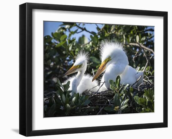 Great egret chicks, Florida, USA.-Maresa Pryor-Framed Photographic Print