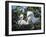 Great egret chicks, Florida, USA.-Maresa Pryor-Framed Photographic Print