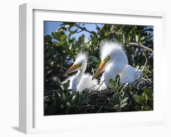 Great egret chicks, Florida, USA.-Maresa Pryor-Framed Photographic Print