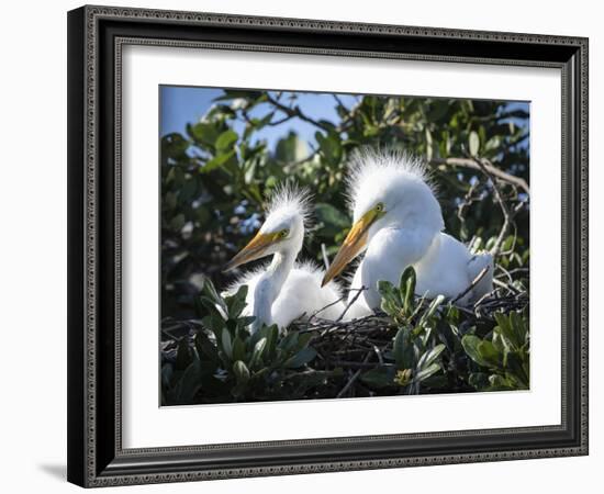 Great egret chicks, Florida, USA.-Maresa Pryor-Framed Photographic Print