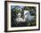 Great egret chicks, Florida, USA.-Maresa Pryor-Framed Photographic Print