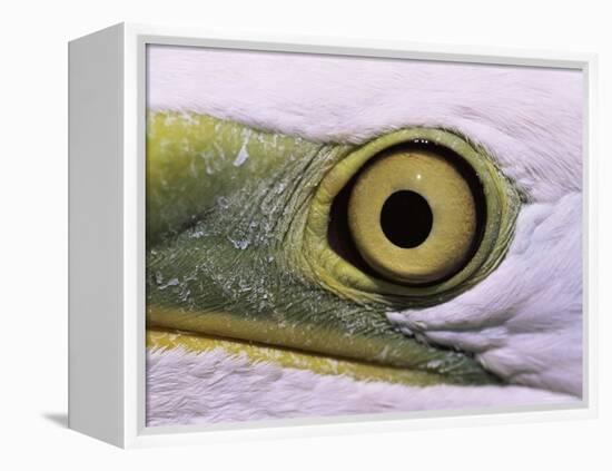 Great Egret, Close up of Eye, Pusztaszer, Hungary-Bence Mate-Framed Premier Image Canvas