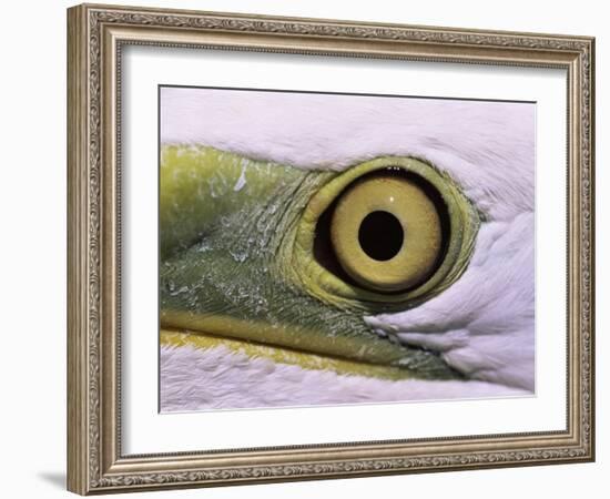 Great Egret, Close up of Eye, Pusztaszer, Hungary-Bence Mate-Framed Photographic Print