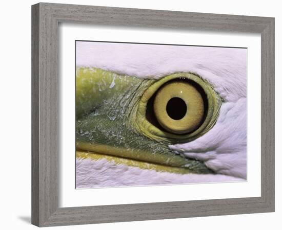 Great Egret, Close up of Eye, Pusztaszer, Hungary-Bence Mate-Framed Photographic Print