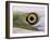 Great Egret, Close up of Eye, Pusztaszer, Hungary-Bence Mate-Framed Photographic Print