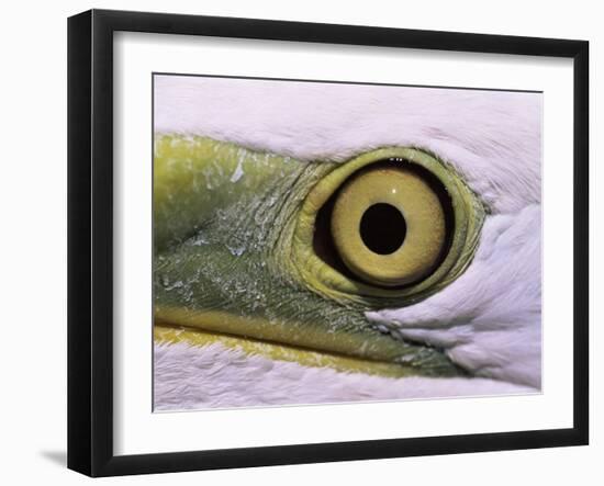 Great Egret, Close up of Eye, Pusztaszer, Hungary-Bence Mate-Framed Photographic Print