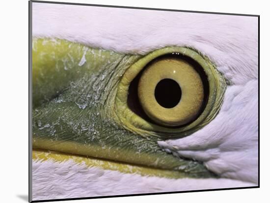 Great Egret, Close up of Eye, Pusztaszer, Hungary-Bence Mate-Mounted Photographic Print