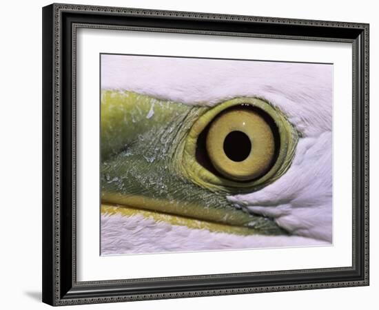 Great Egret, Close up of Eye, Pusztaszer, Hungary-Bence Mate-Framed Photographic Print