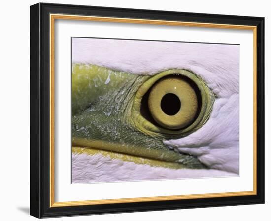 Great Egret, Close up of Eye, Pusztaszer, Hungary-Bence Mate-Framed Photographic Print