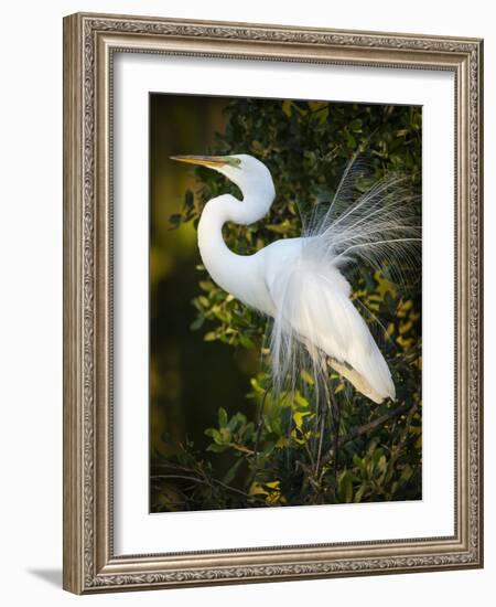 Great egret courtship, Florida, USA.-Maresa Pryor-Framed Photographic Print