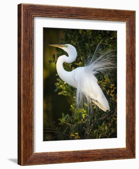 Great egret courtship, Florida, USA.-Maresa Pryor-Framed Photographic Print