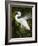 Great egret courtship, Florida, USA.-Maresa Pryor-Framed Photographic Print