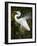 Great egret courtship, Florida, USA.-Maresa Pryor-Framed Photographic Print