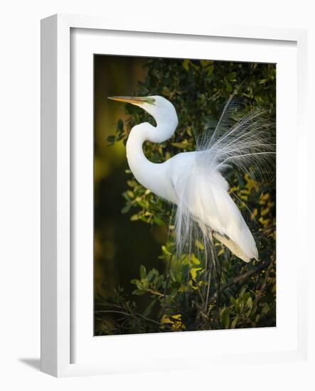 Great egret courtship, Florida, USA.-Maresa Pryor-Framed Photographic Print