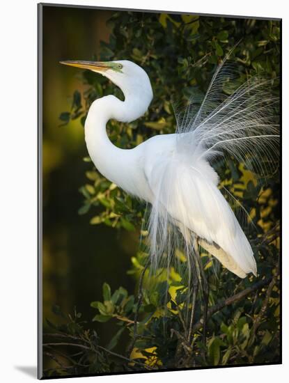 Great egret courtship, Florida, USA.-Maresa Pryor-Mounted Photographic Print