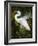 Great egret courtship, Florida, USA.-Maresa Pryor-Framed Photographic Print