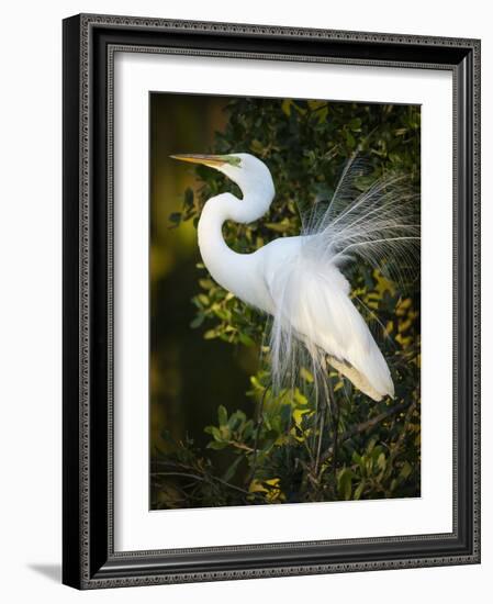 Great egret courtship, Florida, USA.-Maresa Pryor-Framed Photographic Print