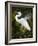 Great egret courtship, Florida, USA.-Maresa Pryor-Framed Photographic Print