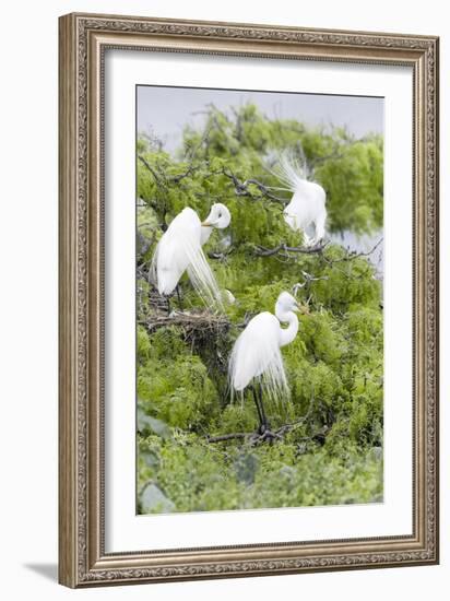 Great Egret Displaying Breeding Plumage at Nest Colony-Larry Ditto-Framed Photographic Print