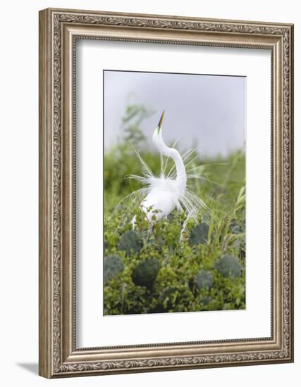 Great Egret Displaying Breeding Plumage at Nest Colony-Larry Ditto-Framed Photographic Print