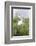 Great Egret Displaying Breeding Plumage at Nest Colony-Larry Ditto-Framed Photographic Print