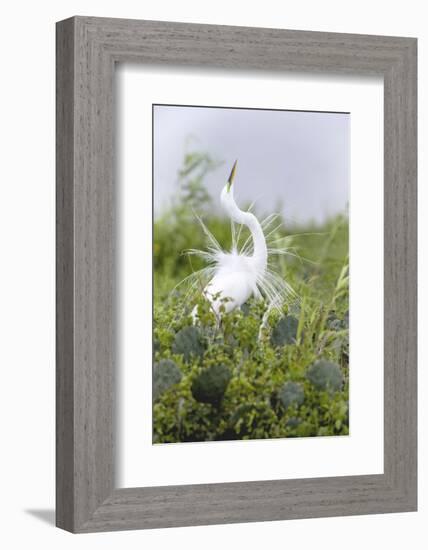 Great Egret Displaying Breeding Plumage at Nest Colony-Larry Ditto-Framed Photographic Print