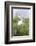 Great Egret Displaying Breeding Plumage at Nest Colony-Larry Ditto-Framed Photographic Print