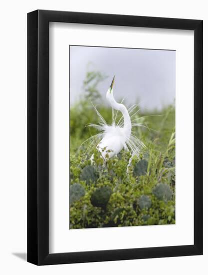 Great Egret Displaying Breeding Plumage at Nest Colony-Larry Ditto-Framed Photographic Print