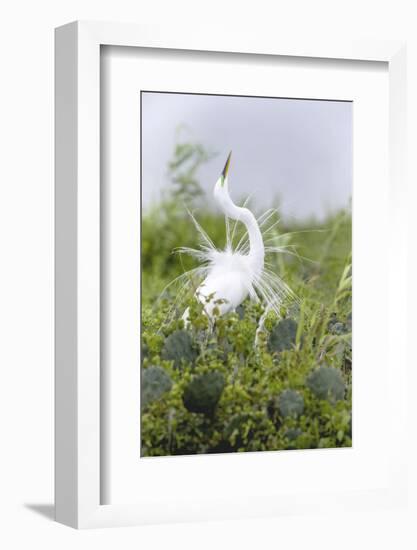 Great Egret Displaying Breeding Plumage at Nest Colony-Larry Ditto-Framed Photographic Print