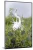 Great Egret Displaying Breeding Plumage at Nest Colony-Larry Ditto-Mounted Photographic Print