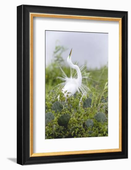 Great Egret Displaying Breeding Plumage at Nest Colony-Larry Ditto-Framed Photographic Print