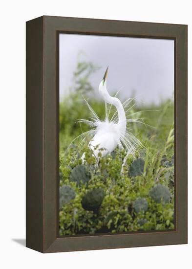 Great Egret Displaying Breeding Plumage at Nest Colony-Larry Ditto-Framed Premier Image Canvas