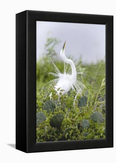 Great Egret Displaying Breeding Plumage at Nest Colony-Larry Ditto-Framed Premier Image Canvas