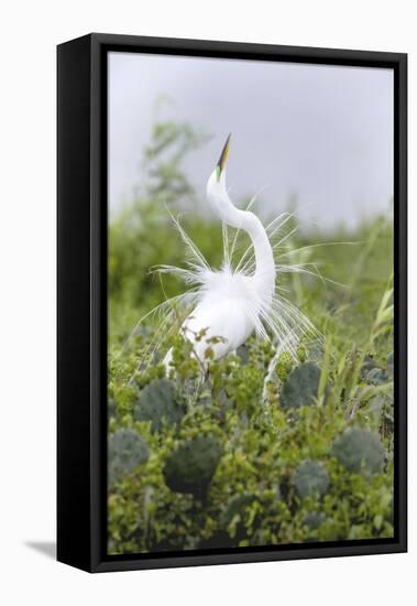 Great Egret Displaying Breeding Plumage at Nest Colony-Larry Ditto-Framed Premier Image Canvas