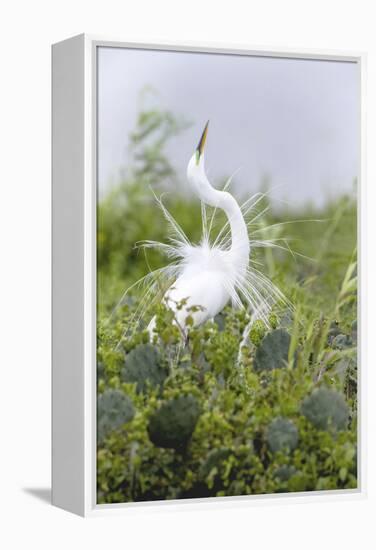 Great Egret Displaying Breeding Plumage at Nest Colony-Larry Ditto-Framed Premier Image Canvas