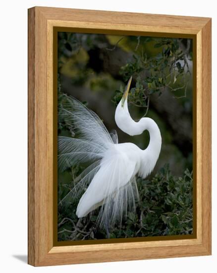 Great Egret Exhibiting Sky Pointing on Nest, St. Augustine, Florida, USA-Jim Zuckerman-Framed Premier Image Canvas