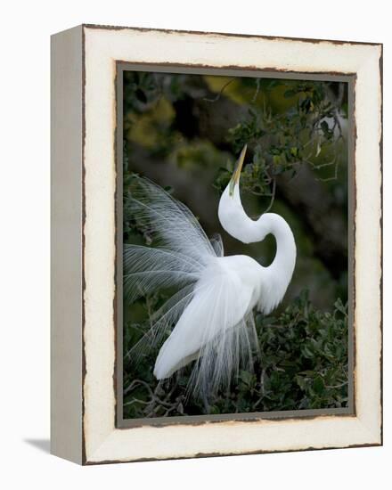 Great Egret Exhibiting Sky Pointing on Nest, St. Augustine, Florida, USA-Jim Zuckerman-Framed Premier Image Canvas