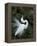 Great Egret Exhibiting Sky Pointing on Nest, St. Augustine, Florida, USA-Jim Zuckerman-Framed Premier Image Canvas