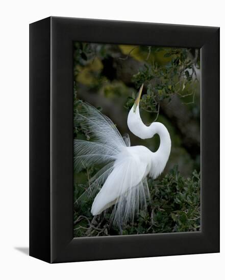 Great Egret Exhibiting Sky Pointing on Nest, St. Augustine, Florida, USA-Jim Zuckerman-Framed Premier Image Canvas