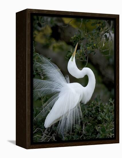 Great Egret Exhibiting Sky Pointing on Nest, St. Augustine, Florida, USA-Jim Zuckerman-Framed Premier Image Canvas