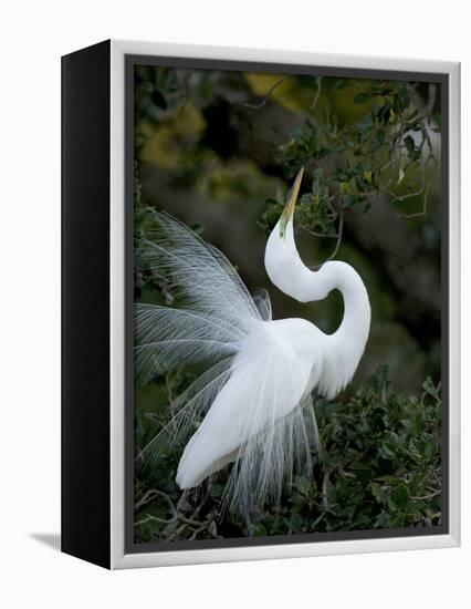 Great Egret Exhibiting Sky Pointing on Nest, St. Augustine, Florida, USA-Jim Zuckerman-Framed Premier Image Canvas