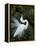 Great Egret Exhibiting Sky Pointing on Nest, St. Augustine, Florida, USA-Jim Zuckerman-Framed Premier Image Canvas